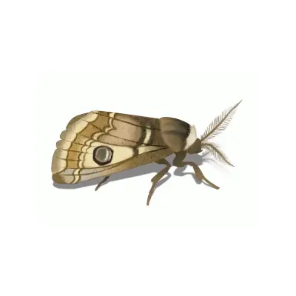 Знищення молі