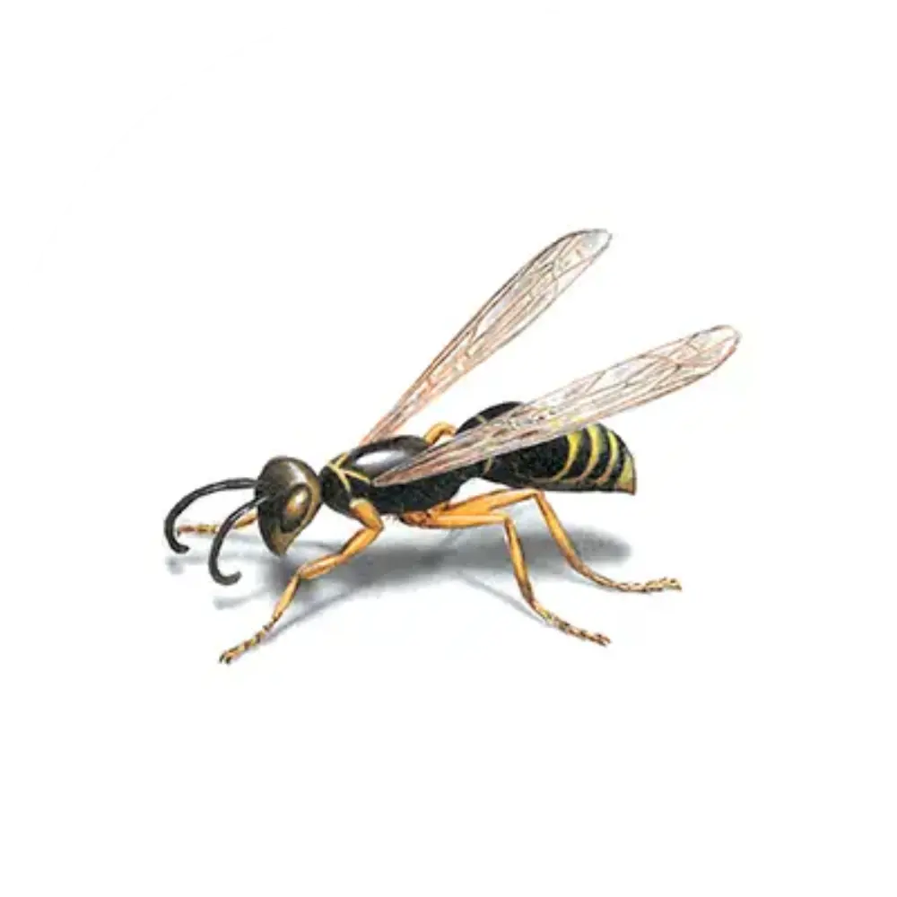 Знищення ос