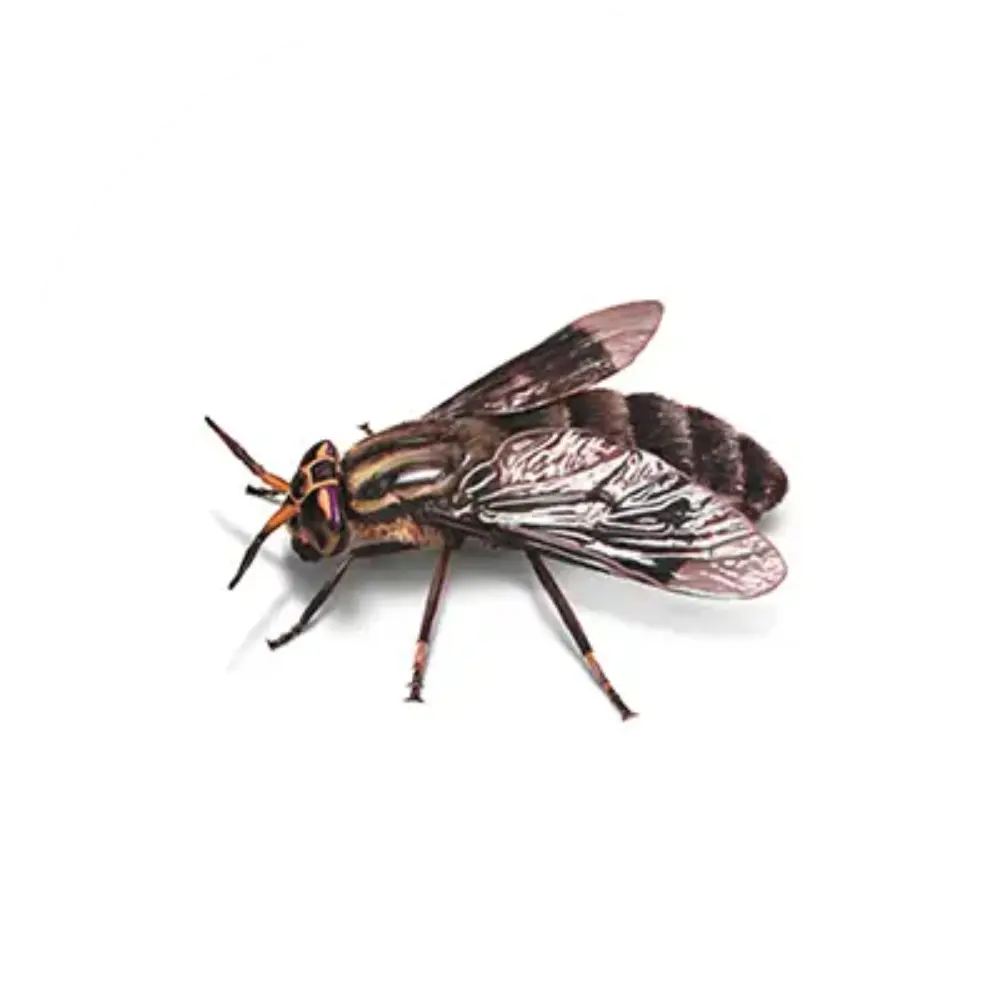 Знищення мух