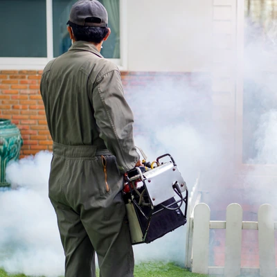 Комарі є тонкотілими комахами