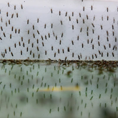 Як проводиться дезінсекція комарів?