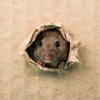 Знищення щурів 2