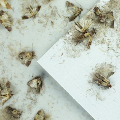 Обробка від молі в Києві