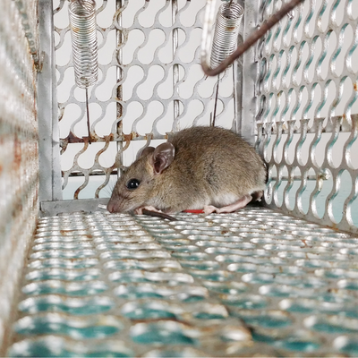 Знищення мишей 2