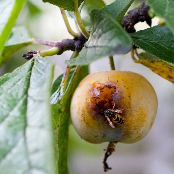 Чим небезпечні оси?