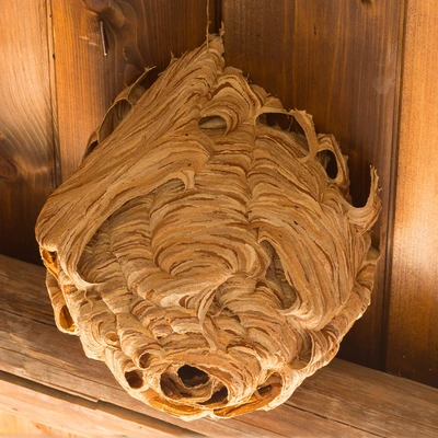 Професійне знищення ос