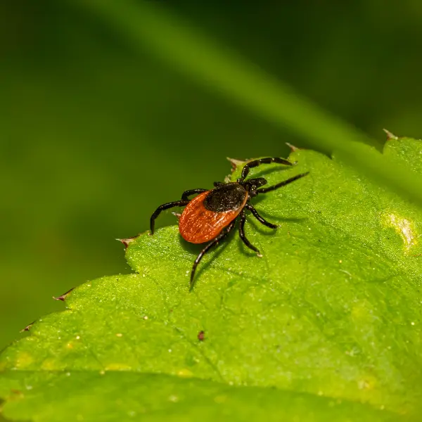 Уничтожение клещей 1