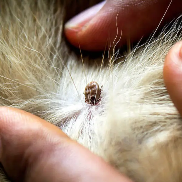 Уничтожение клещей 4