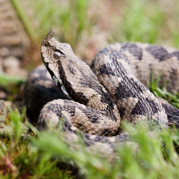 Обробка від змій 1