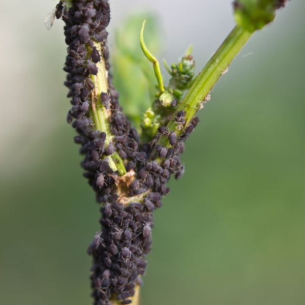 Знищення тлі 1