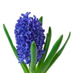 Народные методы борьбы с мухами - лаванда