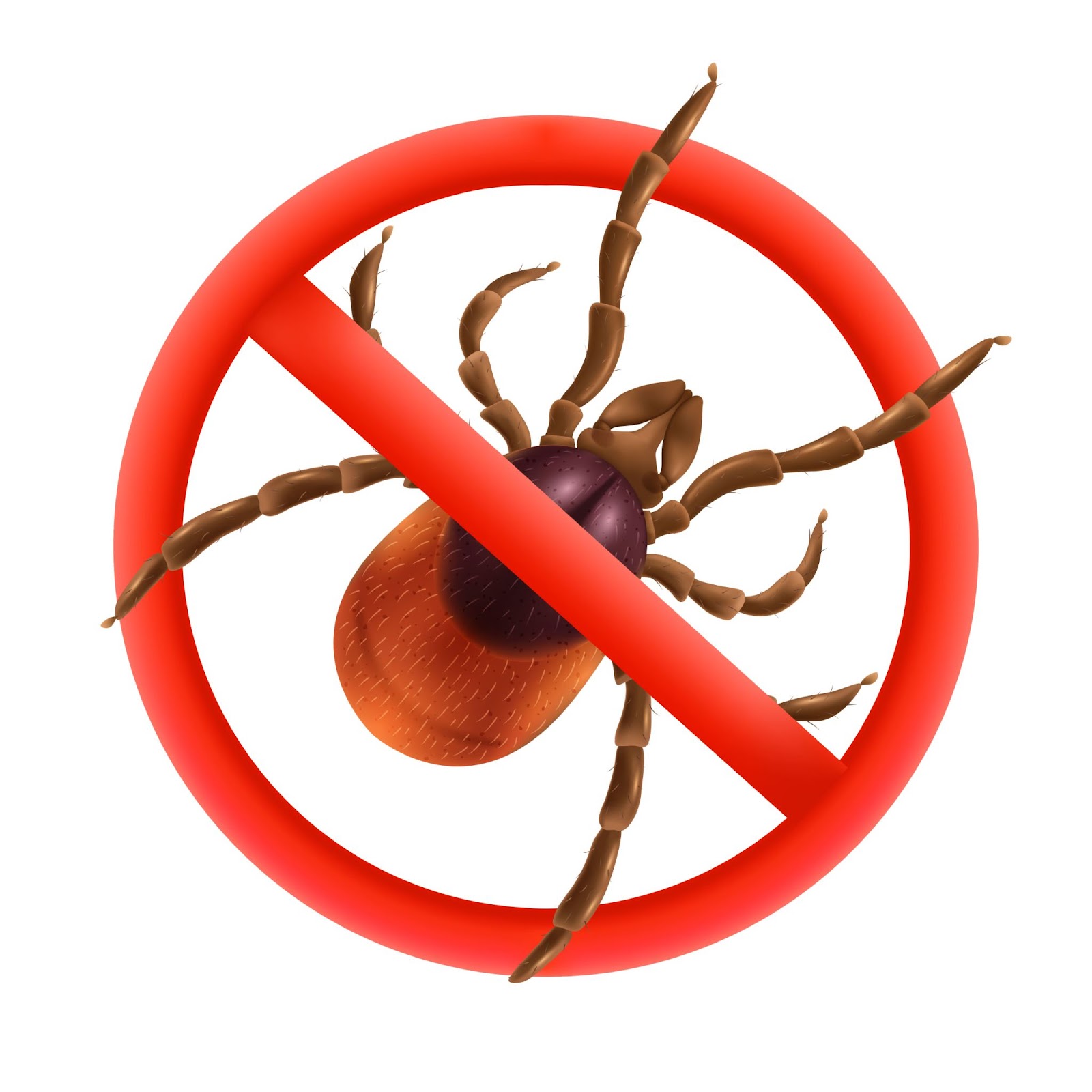 Боротьба з кліщами: види та методи захисту від кліщів 2