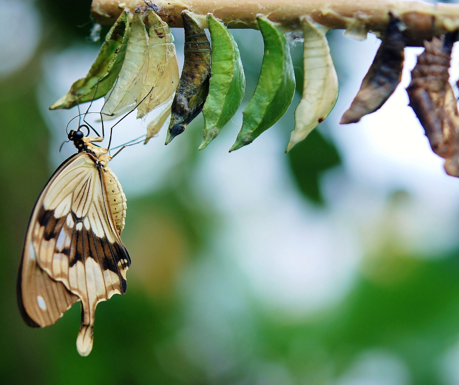 Обработка от гусениц 1