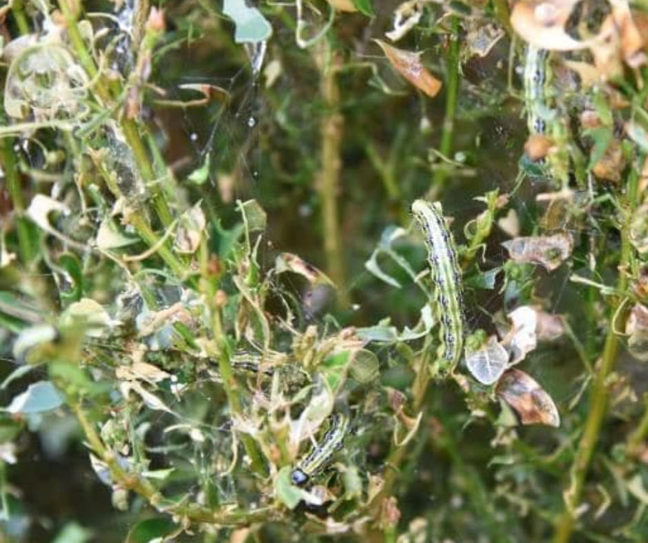 Обробка від гусені 1