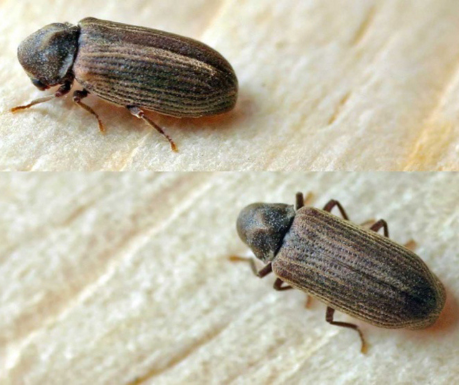 Обробка від шашеля 1