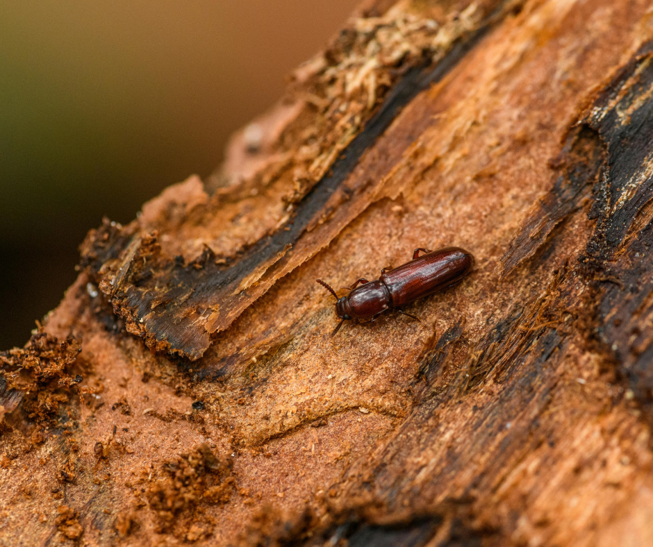 Обработка от шашеля 1