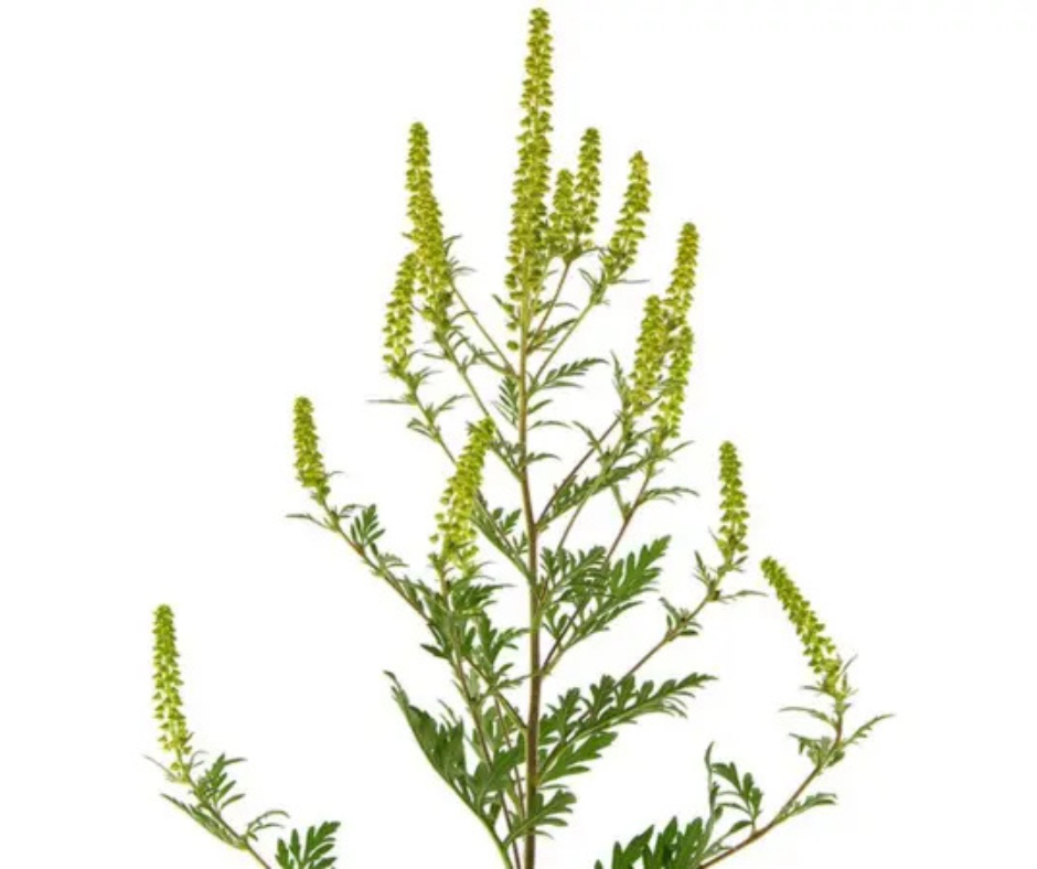 Обработка от амброзии: как распознать и уничтожить опасное растение? 2