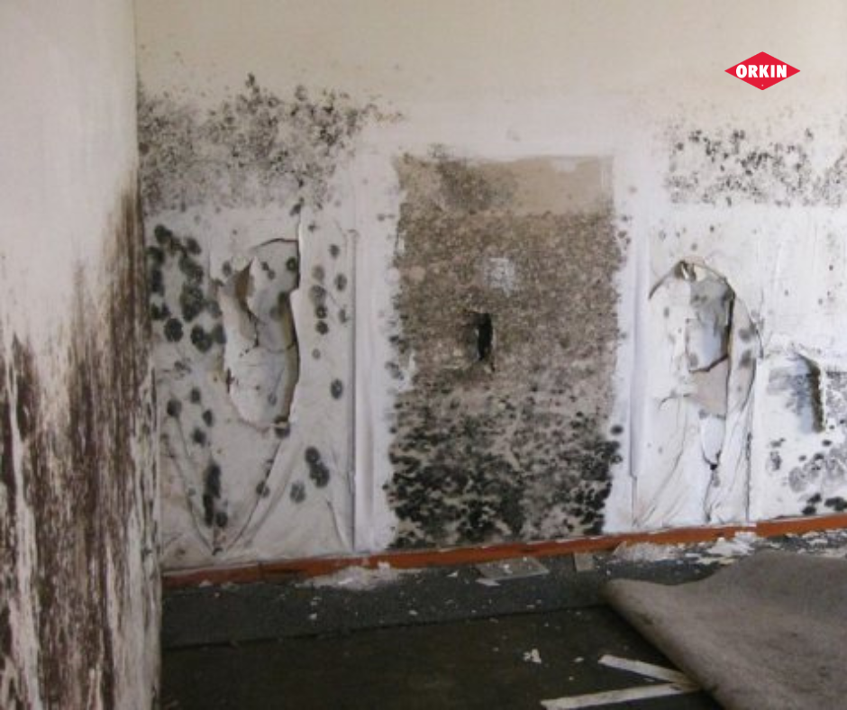 Обработка подвалов и укрытий: как защитить пространство от вредителей и сделать его безопасным 1