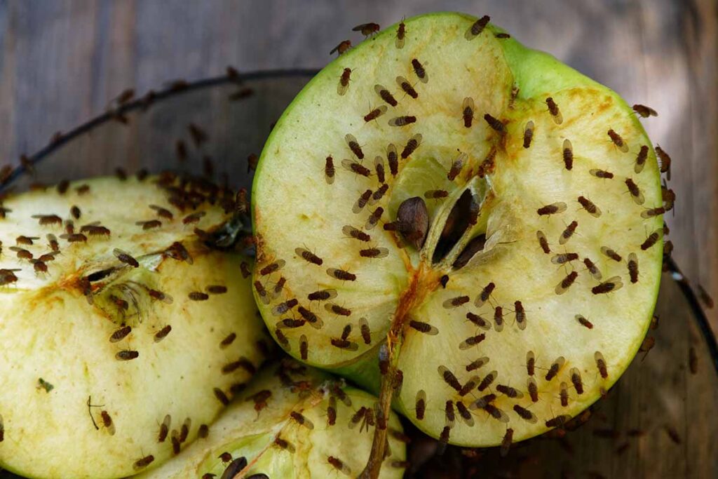 Drosophila melanogaster: маленька мушка — велика наука та важливість у контролі шкідників 1