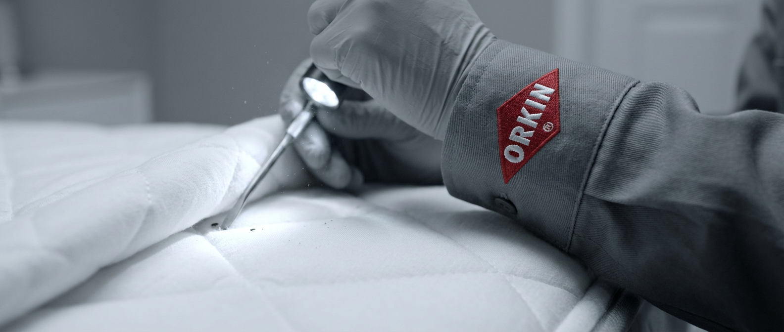 Клопи в ліжку — професійна дезінсекція та аудит Orkin Україна.