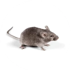 Знищення мишей