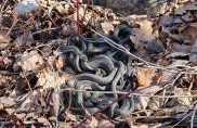 Клубок змей Змеи на участке