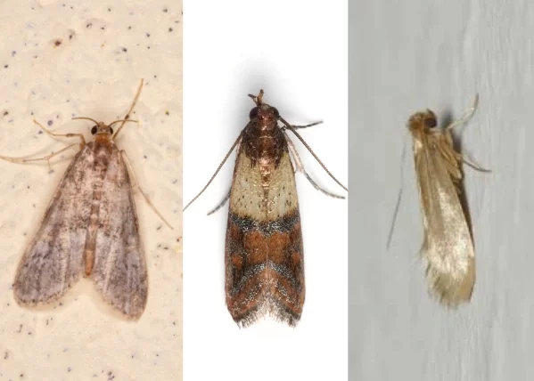 У побуті ми стикаємося з такими видами молі