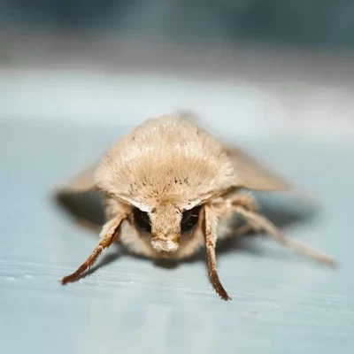 Методи знищення молі