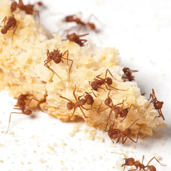 Мурахи переносять величезну кількість хвороб