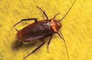 pest-category_cockroaches