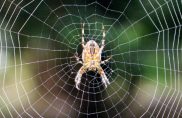 spiders spiders